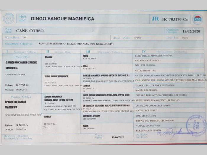 kane korso mužjak slobodan za parenje besplatni mali oglasi