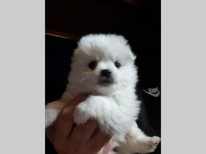 pomeranaski špic štenci besplatni mali oglasi