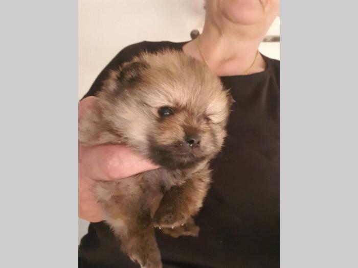 pomeranaski špic štenci besplatni mali oglasi