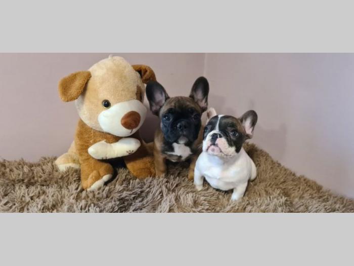 francuski buldog muško štene besplatni mali oglasi