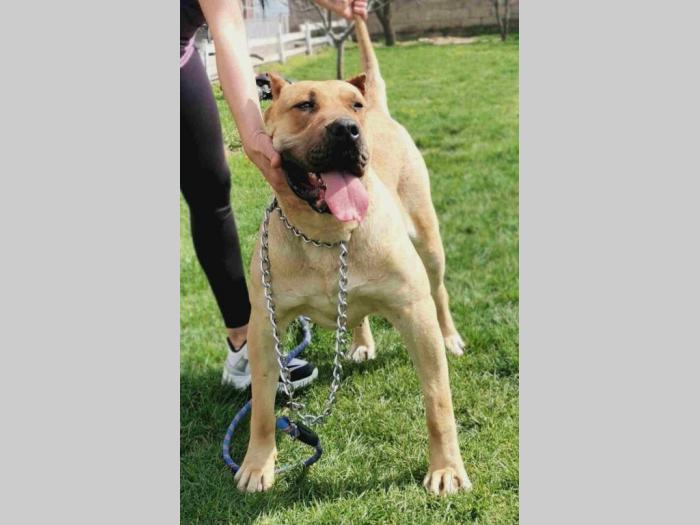 dogo canario ženka izuzetnih krvnih linija besplatni mali oglasi
