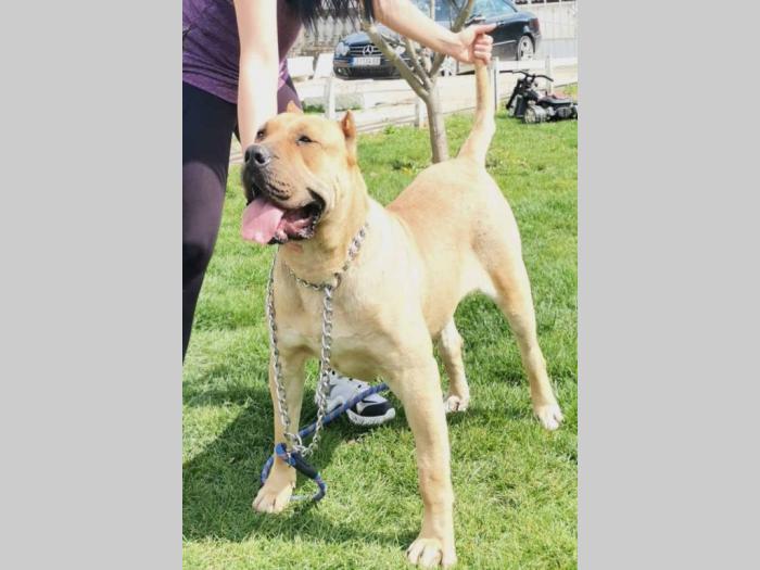 dogo canario ženka izuzetnih krvnih linija besplatni mali oglasi
