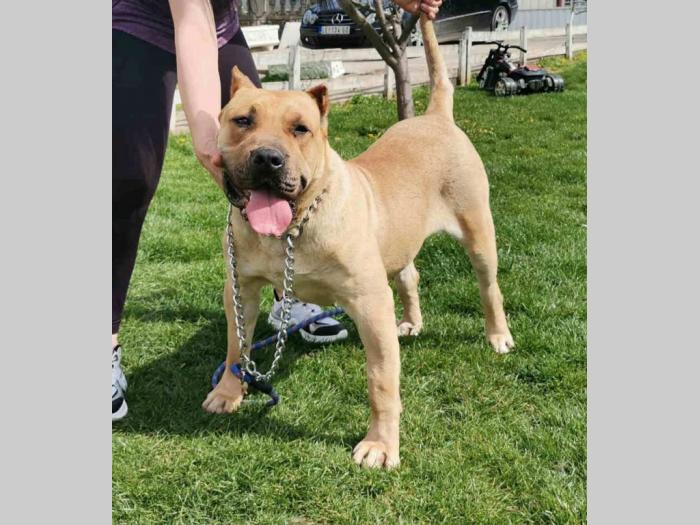 dogo canario ženka izuzetnih krvnih linija besplatni mali oglasi