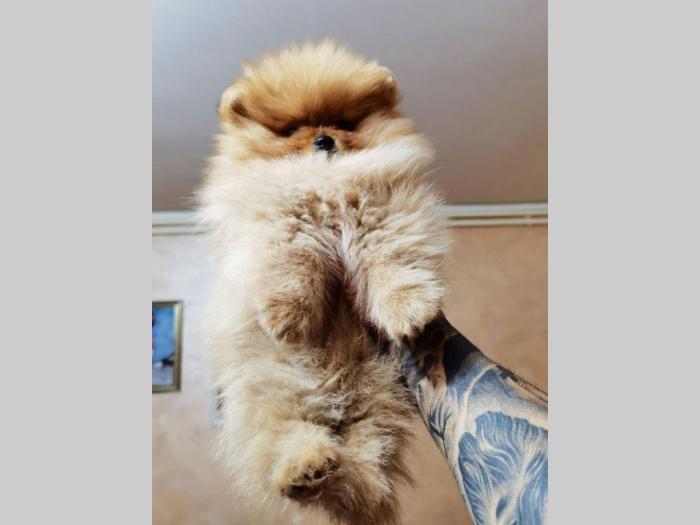 pomeranac boo štenci besplatni mali oglasi