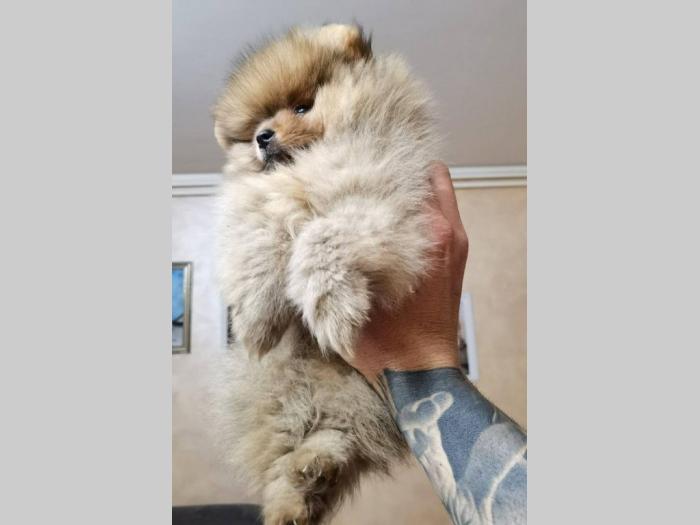 pomeranac boo štenci besplatni mali oglasi