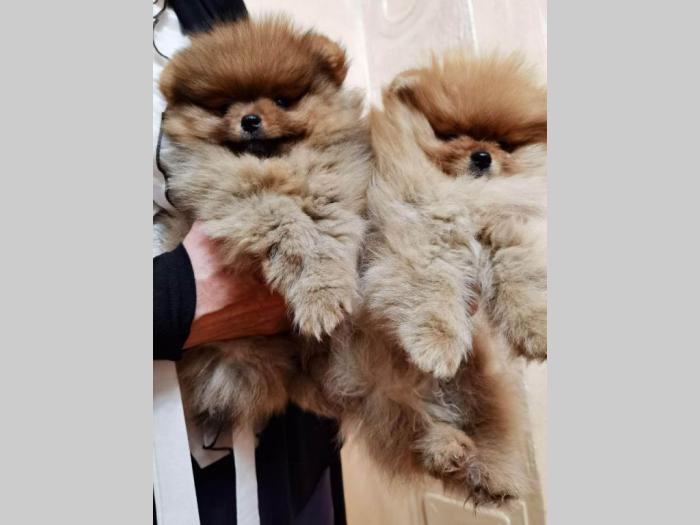 pomeranac boo štenci besplatni mali oglasi