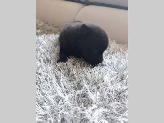 stenci nemackog pomeranskog spica besplatni mali oglasi