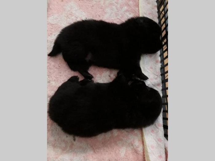 stenci nemackog pomeranskog spica besplatni mali oglasi