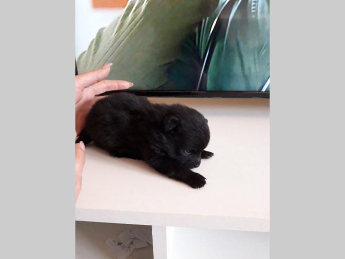 stenci nemackog pomeranskog spica besplatni mali oglasi