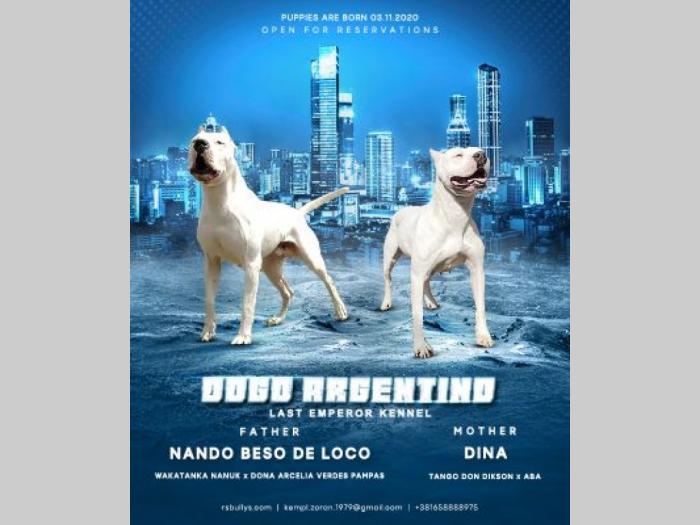 dogo argentino štenci besplatni mali oglasi