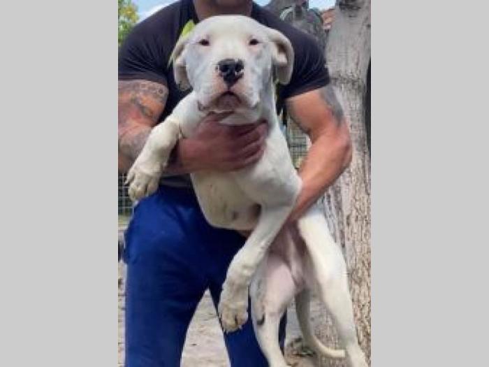 dogo argentino štenci besplatni mali oglasi
