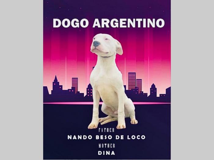 dogo argentino štenci besplatni mali oglasi