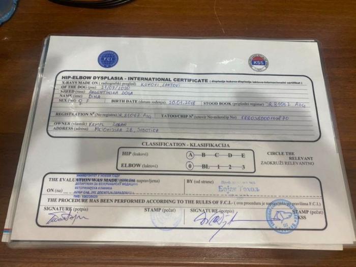 dogo argentino štenci besplatni mali oglasi