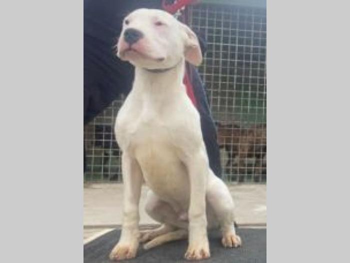 dogo argentino štenci besplatni mali oglasi