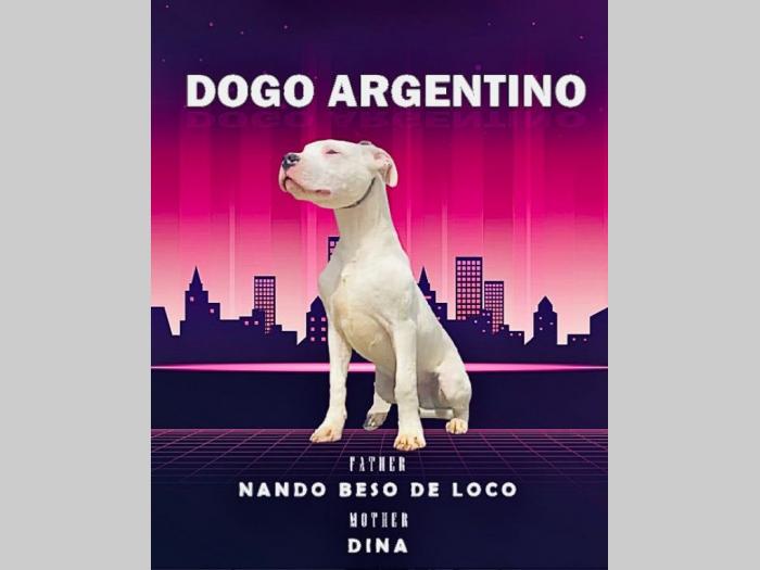 dogo argentino štenci besplatni mali oglasi