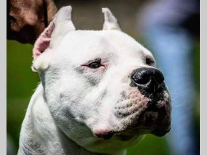 dogo argentino štenci besplatni mali oglasi