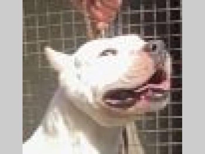dogo argentino štenci besplatni mali oglasi