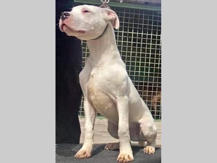 dogo argentino štenci besplatni mali oglasi