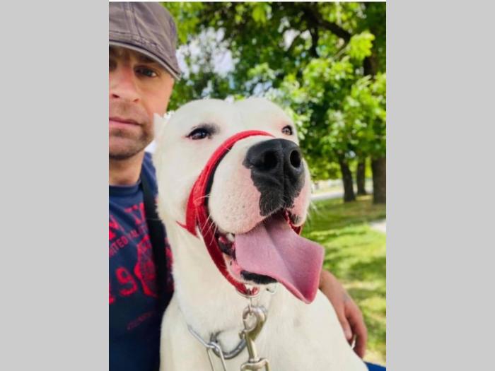 dogo argentino štenci besplatni mali oglasi