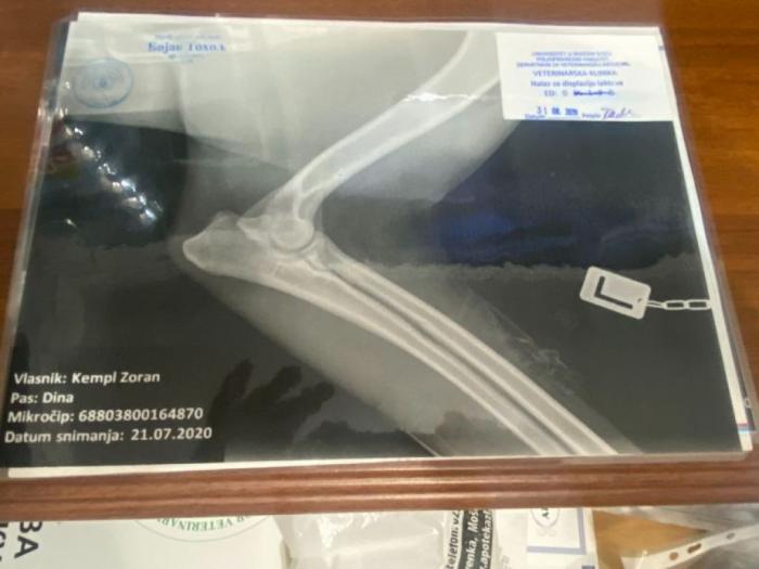 dogo argentino štenci besplatni mali oglasi