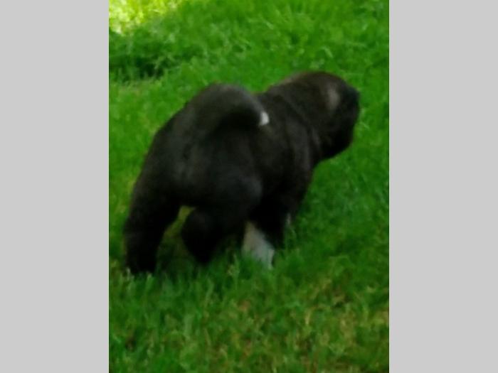američka akita štenci besplatni mali oglasi