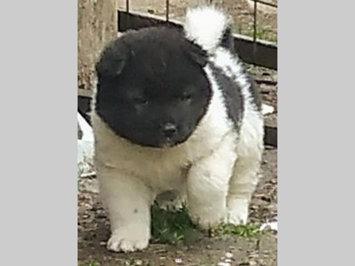 američka akita štenci besplatni mali oglasi