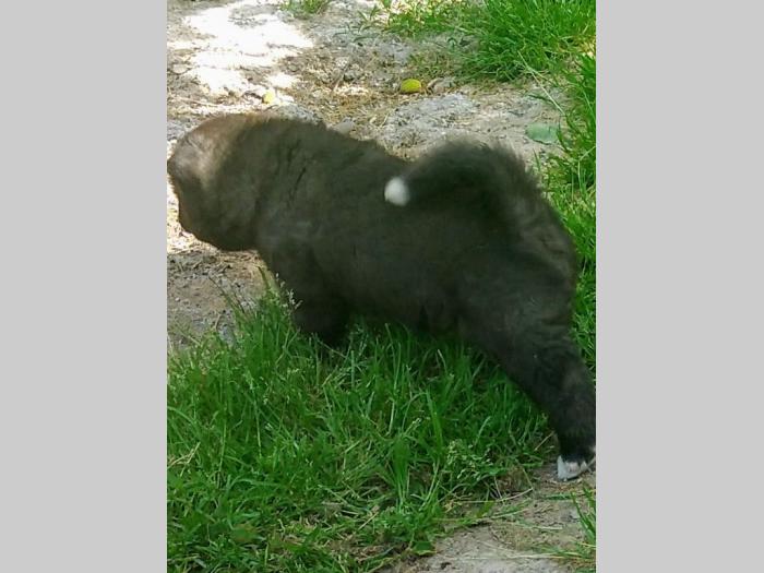 američka akita štenci besplatni mali oglasi