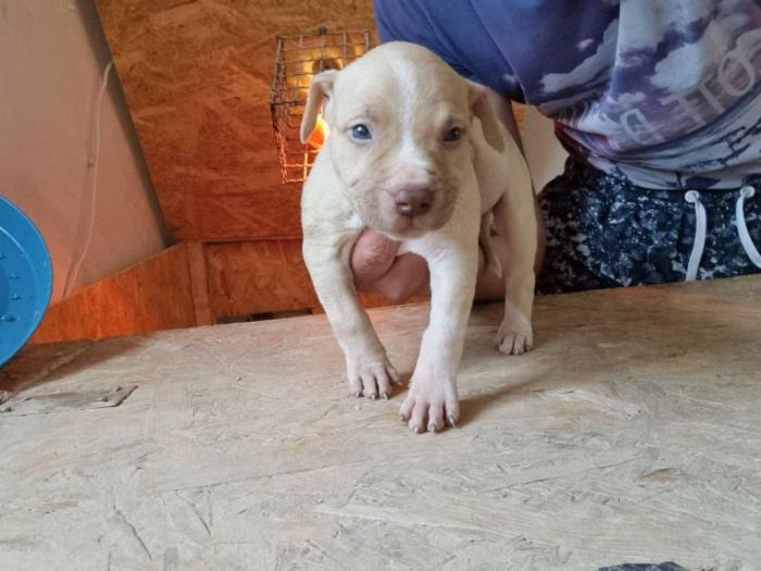 štenci pit bula raznih boja besplatni mali oglasi