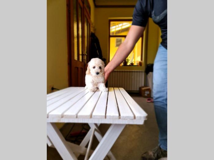 štenci patuljaste i toj pudle u aprikot i šampanj boji besplatni mali oglasi