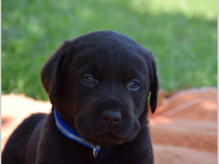 prelepi štenci čokoladnog labradora besplatni mali oglasi