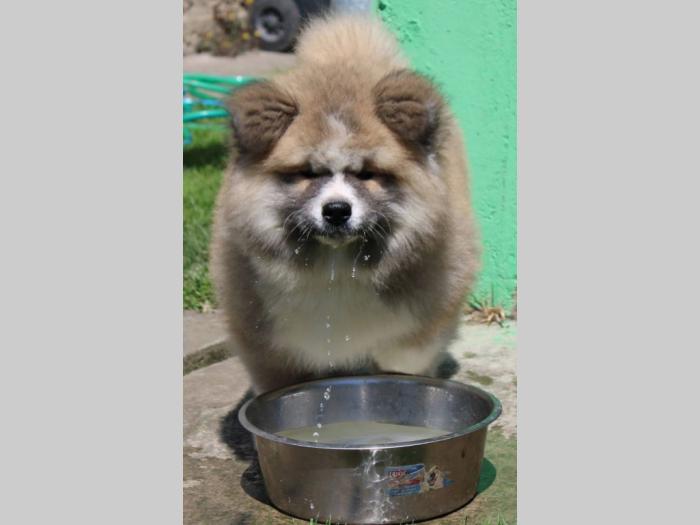 akita inu muško štene besplatni mali oglasi
