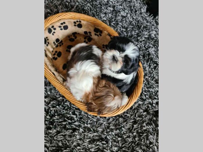ši cu dve prelepe ženke besplatni mali oglasi