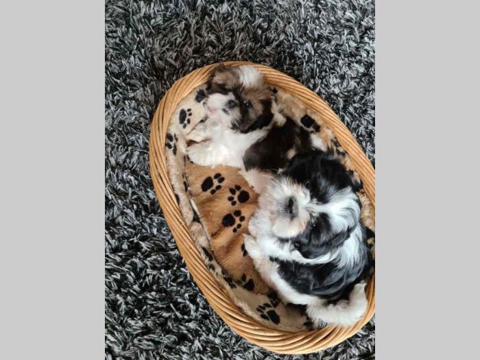 ši cu dve prelepe ženke besplatni mali oglasi