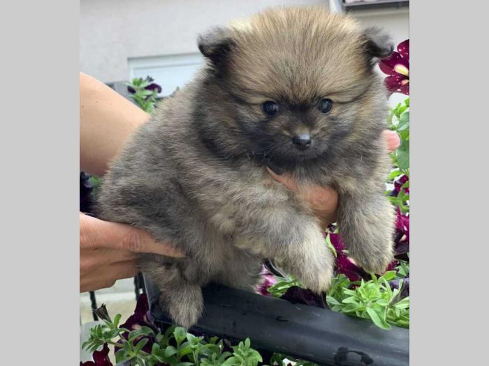muško štene pomeranskog špica besplatni mali oglasi