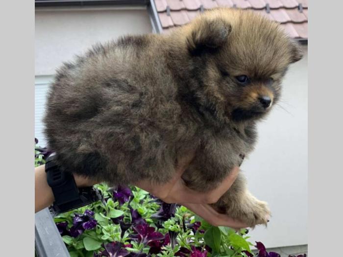 muško štene pomeranskog špica besplatni mali oglasi