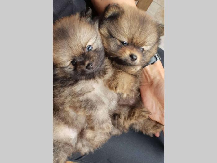 muško štene pomeranskog špica besplatni mali oglasi