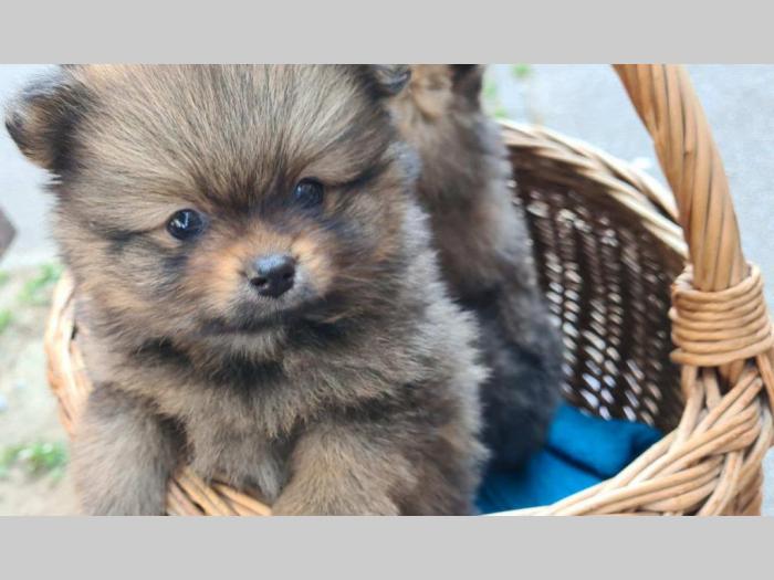 muško štene pomeranskog špica besplatni mali oglasi