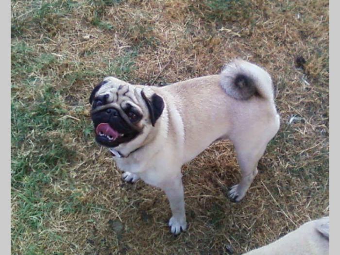 mops štenci šampionskog porekla besplatni mali oglasi