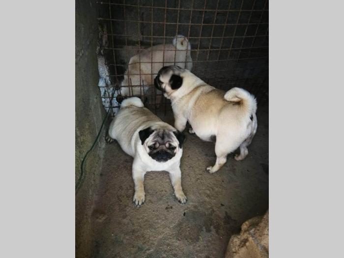 mops štenci šampionskog porekla besplatni mali oglasi