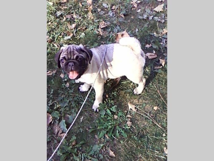 mops štenci šampionskog porekla besplatni mali oglasi