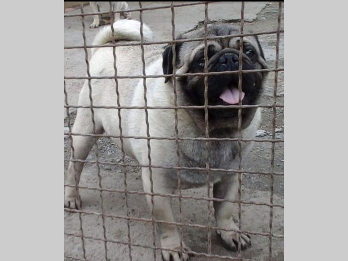 mops štenci šampionskog porekla besplatni mali oglasi
