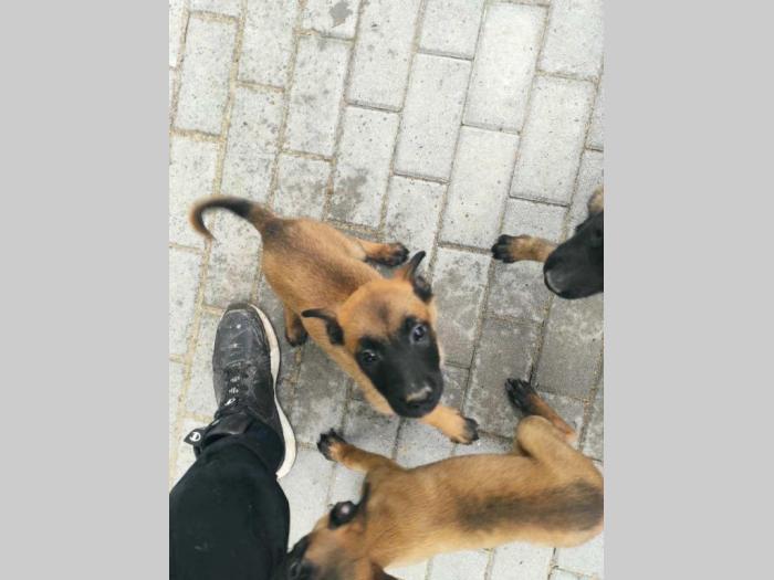 belgijski ovčar malinoa ženska štenad besplatni mali oglasi