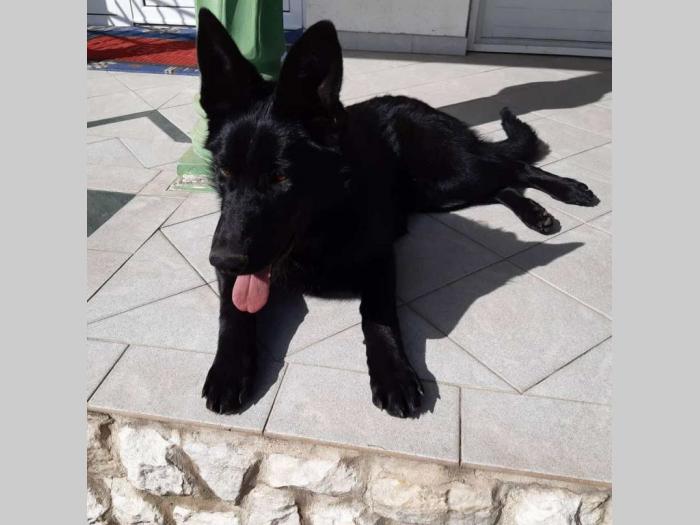 vrhunski štenci crnog nemačkog ovčara besplatni mali oglasi