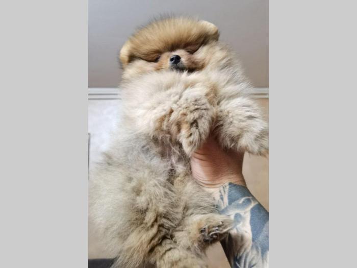 pomeranac bo štenci na prodaju besplatni mali oglasi
