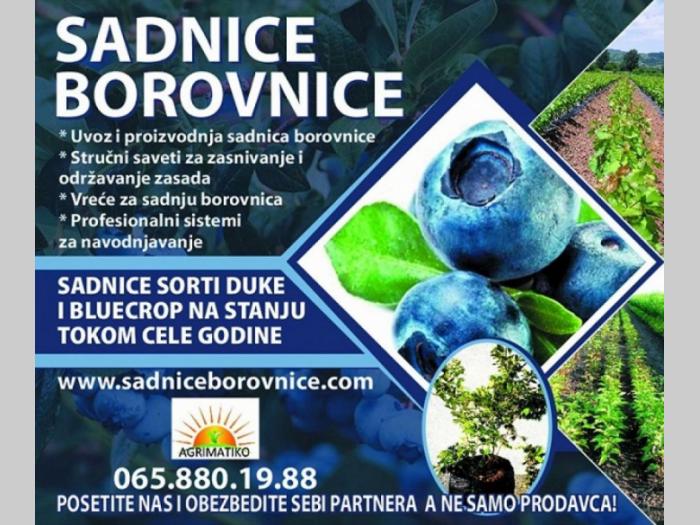 sadnice borovnice rasadnik agrimatiko, avala, beograd besplatni mali oglasi