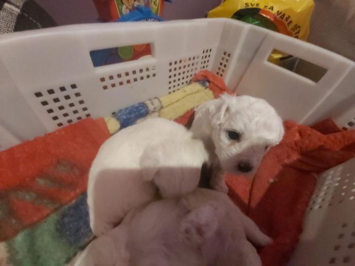 u ponudi štenci kovrdžavog bišona besplatni mali oglasi