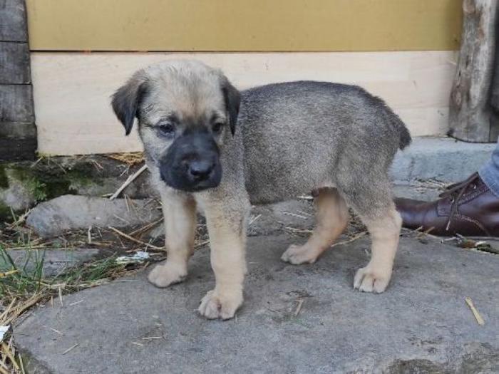 srpski odbrambeni pas štenci besplatni mali oglasi