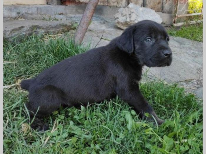 srpski odbrambeni pas štenci besplatni mali oglasi