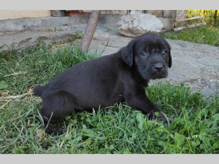 srpski odbrambeni pas štenci besplatni mali oglasi