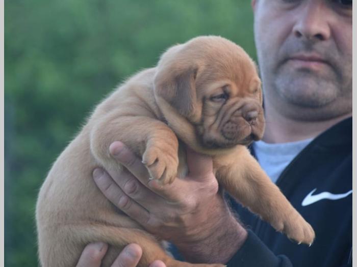 bodroške doge ženke besplatni mali oglasi